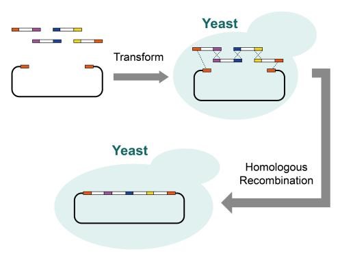 Homologous Recombination in Yeast
