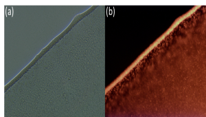Fig. 2 Images of cells of E. coli mutant strain under fluorescence microscopy. (a) Picture of cells under white light, (b) Picture of cells after excitation by a 594 nm light source.