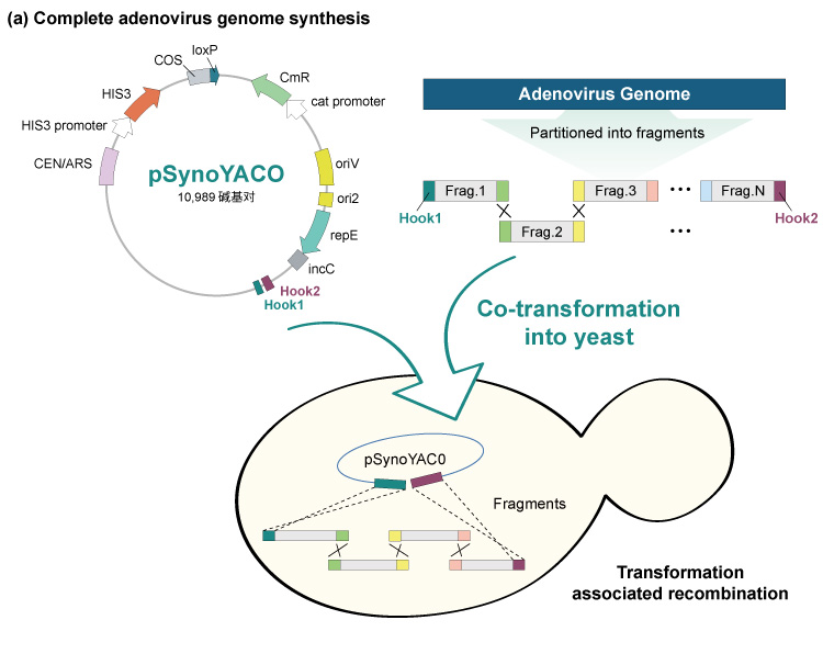 Complete Adenovirus Genome Synthesis