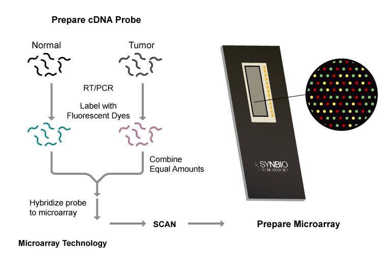 Microarray chip
