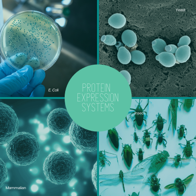 Protein Expression Systems at Synbio Tech