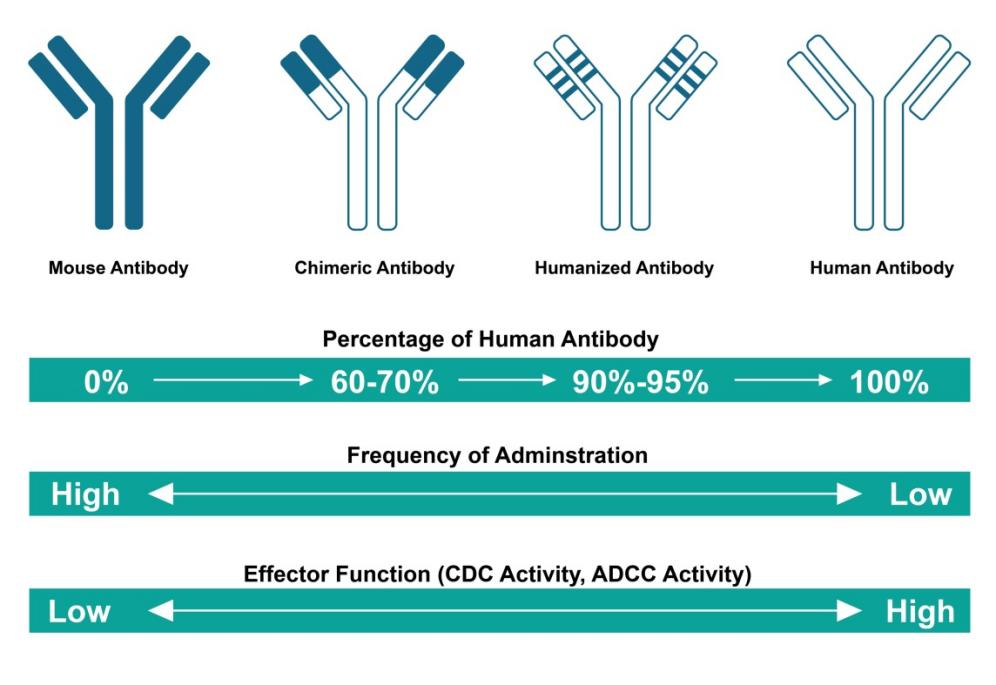 Antibody Humanziation