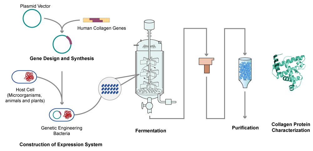 Collagen synthesis process