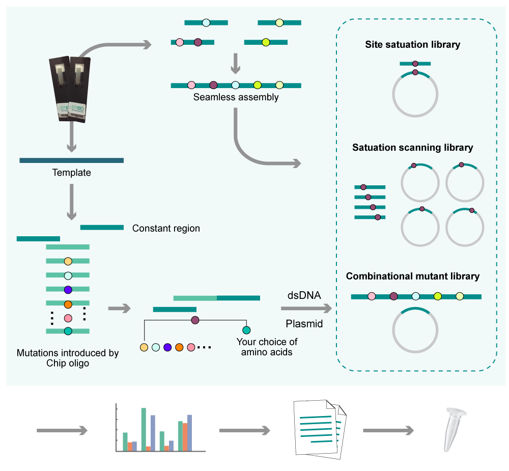 Process diagram - precision mutation library construction